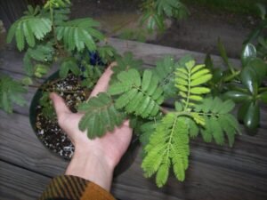 Mimosa Hostilis Powder for Sale
