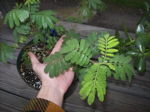 Mimosa Hostilis Powder for Sale