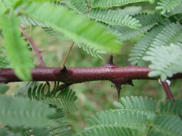 Mimosa Hostilis Fast Shipping