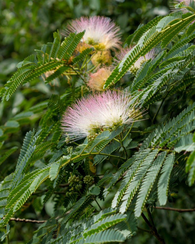Buy Mimosa Hostilis in the USA