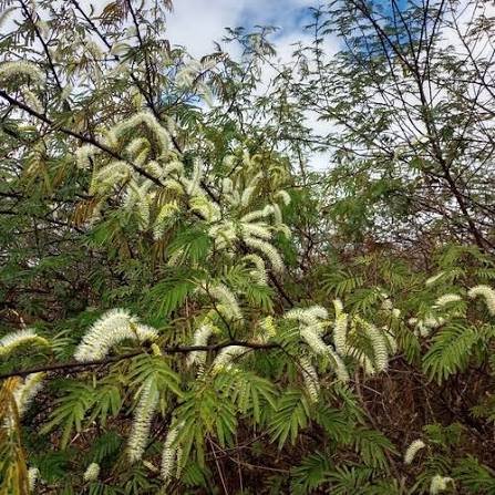Mimosa Hostilis Root Bark