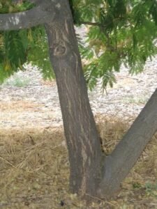 Mimosa Hostilis Price Guide 2026