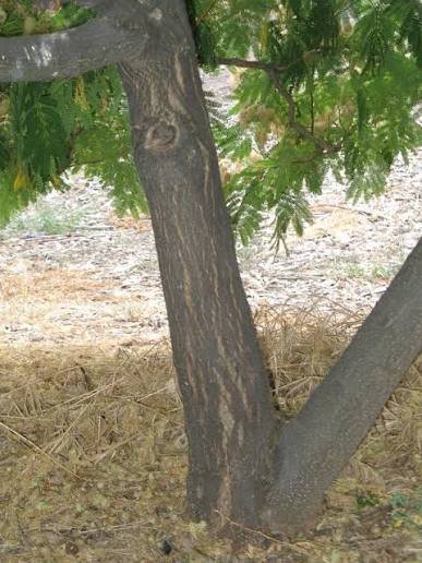 Mimosa Hostilis Price Guide 2026