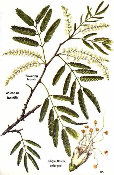 Buy Shredded Mimosa Hostilis Root Bark