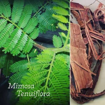 Buy Mimosa Hostilis in Bulk
